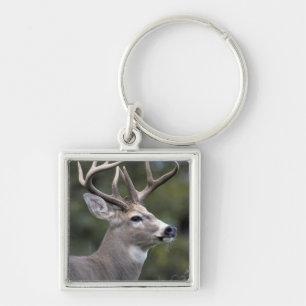 NA, USA, Washington State, White-tailed deer, Keychain