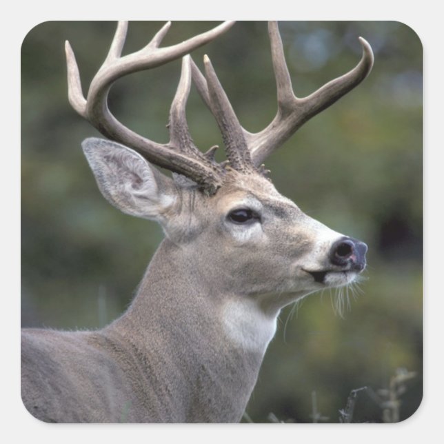 NA, USA, Washington State, White-tailed deer, Square Sticker (Front)
