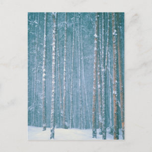 NA, USA, WY. Snowy winter scene among Postcard
