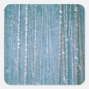 NA, USA, WY. Snowy winter scene among Square Sticker