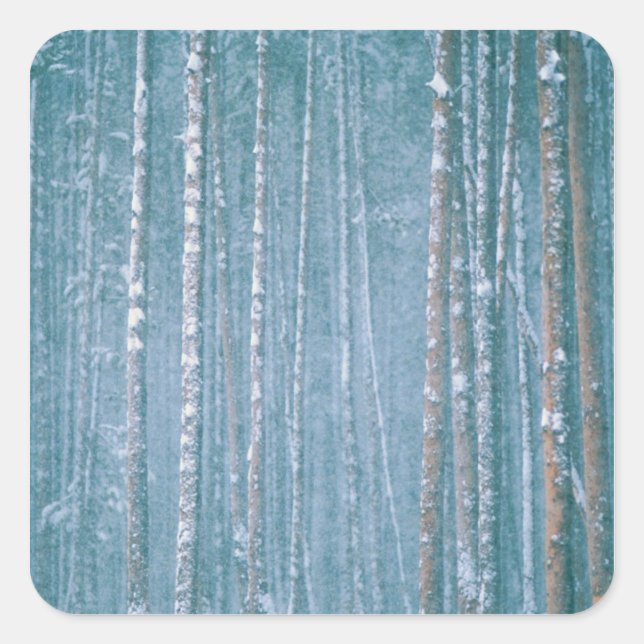 NA, USA, WY. Snowy winter scene among Square Sticker (Front)