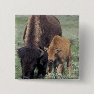 NA, USA, Wyoming, Yellowstone National Park. 2 Inch Square Button