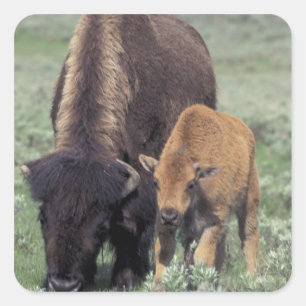 NA, USA, Wyoming, Yellowstone National Park. Square Sticker