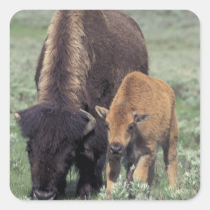 NA, USA, Wyoming, Yellowstone National Park. Square Sticker