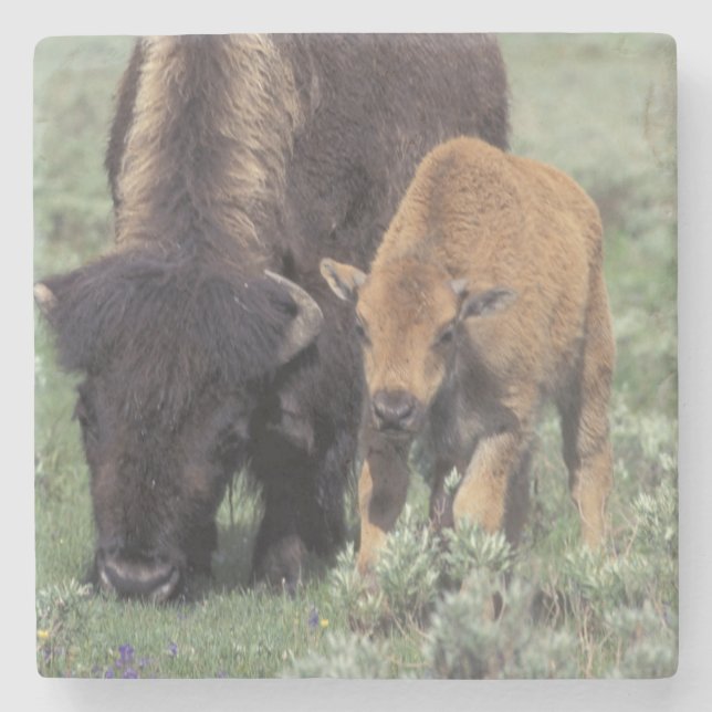 NA, USA, Wyoming, Yellowstone National Park. Stone Coaster (Front)