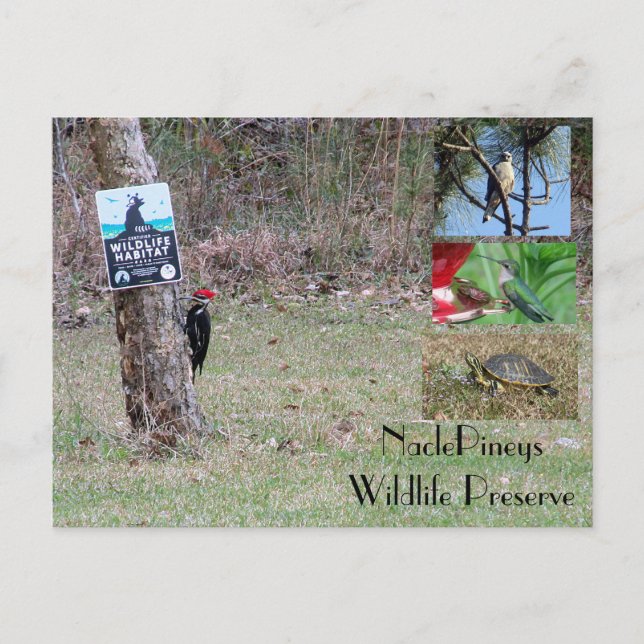 Nacle Pineys Postcard (Front)