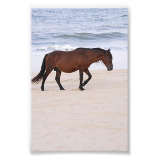 Nag on the beach, Outer Banks North Carolina Photo Print