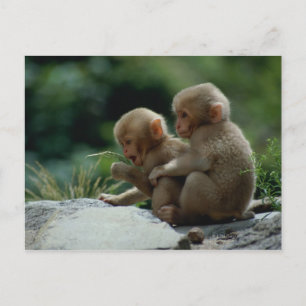 Nagano Prefecture, Japan Postcard