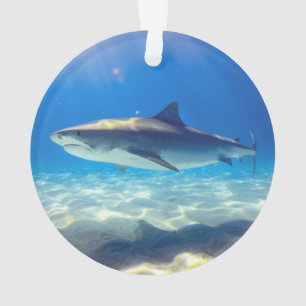 Nage des requins Eau bleue