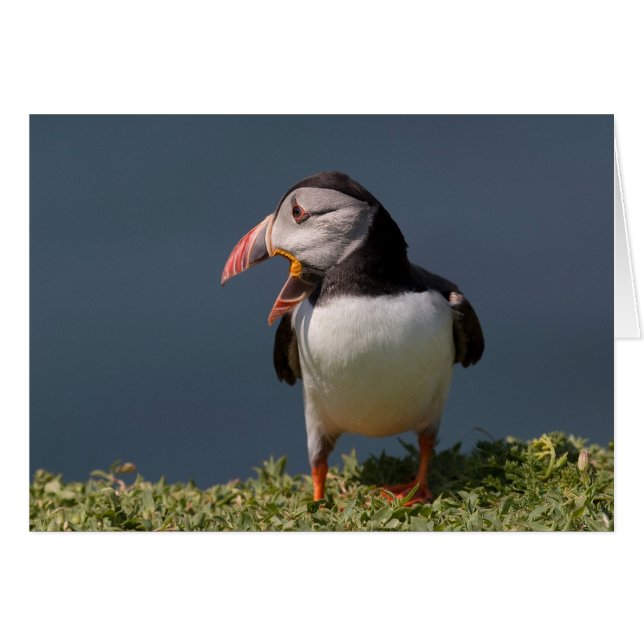 Nagging Puffin (Front Horizontal)