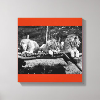 Nairobi Lions - B&W Canvas Print