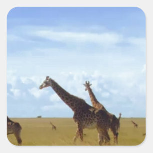 Nairobi National Park Giraffes Square Sticker
