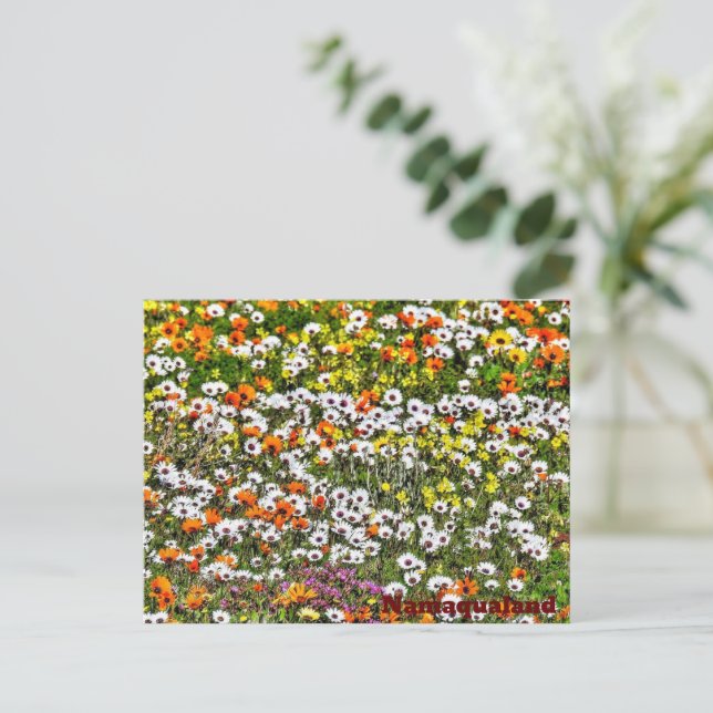 Namaqualand Daises Postcard (Standing Front)