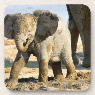 Namibia, Africa: Baby African Elephant Coaster
