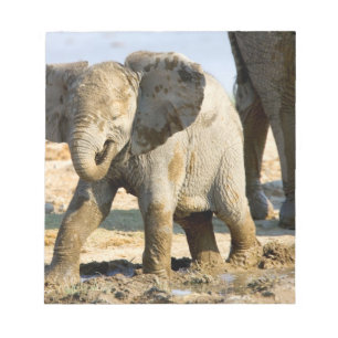 Namibia, Africa: Baby African Elephant Notepad