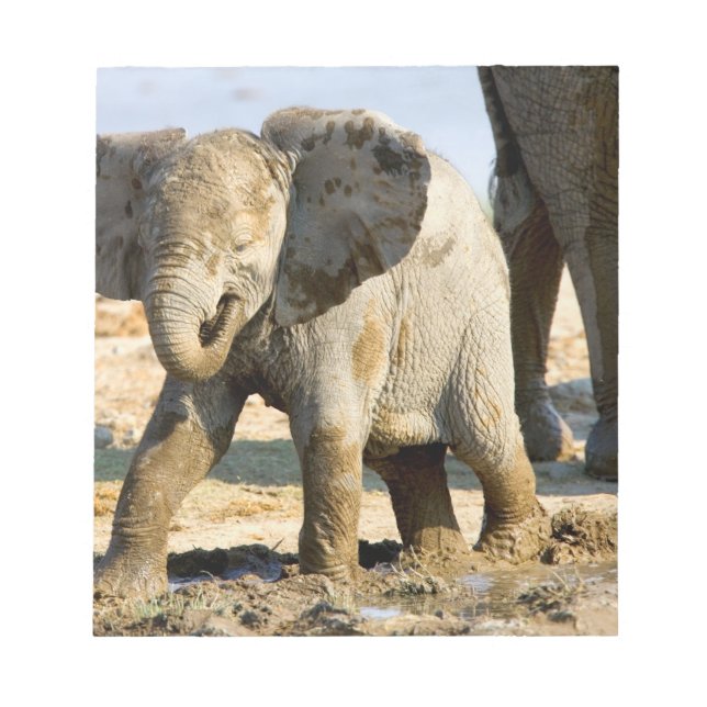 Namibia, Africa: Baby African Elephant Notepad (Front)