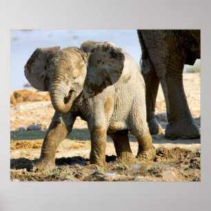 Namibia, Africa: Baby African Elephant Poster