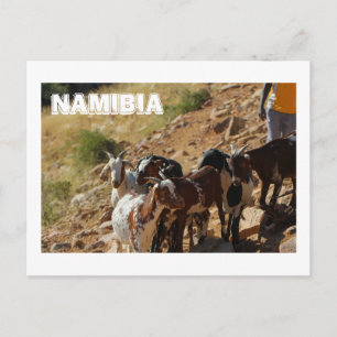 Namibia Africa Namibian Landscape Goats Postcard