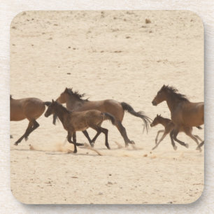 Namibia, Aus. Group of running wild horses on Coaster