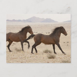 Namibia, Aus. Wild horses running on the Namib Postcard