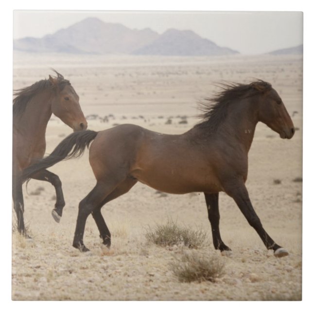 Namibia, Aus. Wild horses running on the Namib Tile (Front)