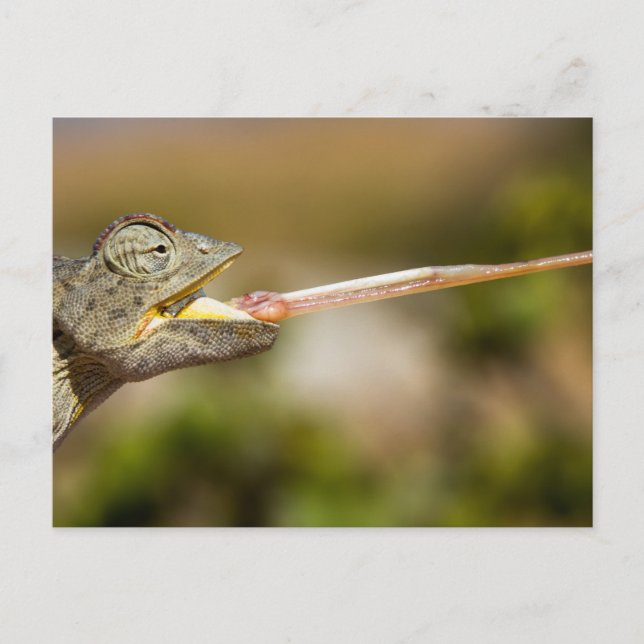 Namibia - Desert Chameleon postcard (Front)
