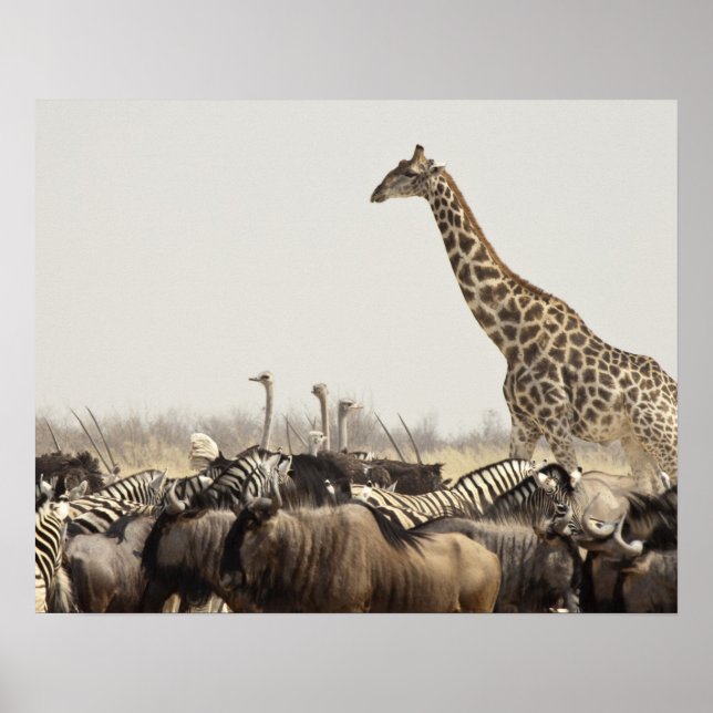 Namibia, Etosha National Park. A lone giraffe Poster (Front)