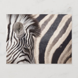 Namibia, Etosha National Park. Details of two Postcard