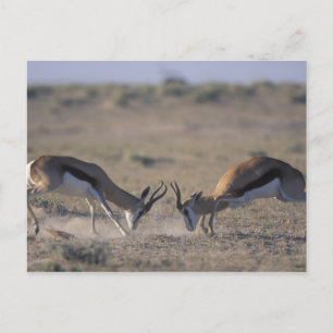 Namibia, Etosha National Park, Two male Postcard