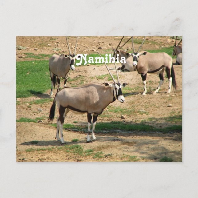 Namibia Postcard (Front)