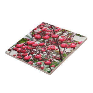 Nandina bush with red ripe berries tile
