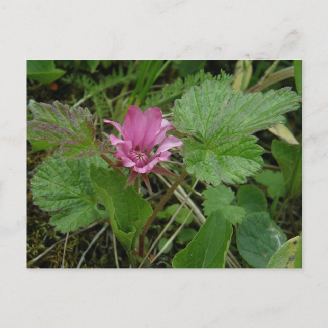Nangoon Blossom, Unalaska Island Postcard (Front)
