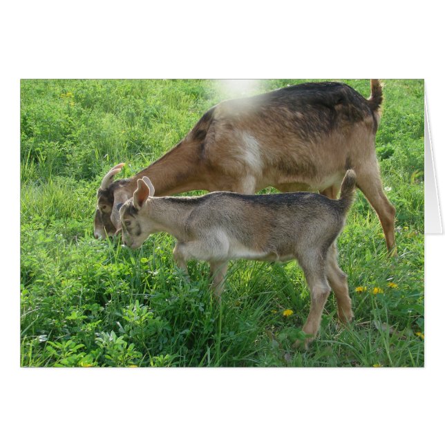 Nanny et Kid (Devant horizontal)