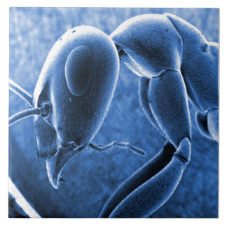 Nano Ant Scanning Electron Microscope Micrograph Tile