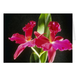 Naokazu fleurs "de boule de feu" (Potinara)