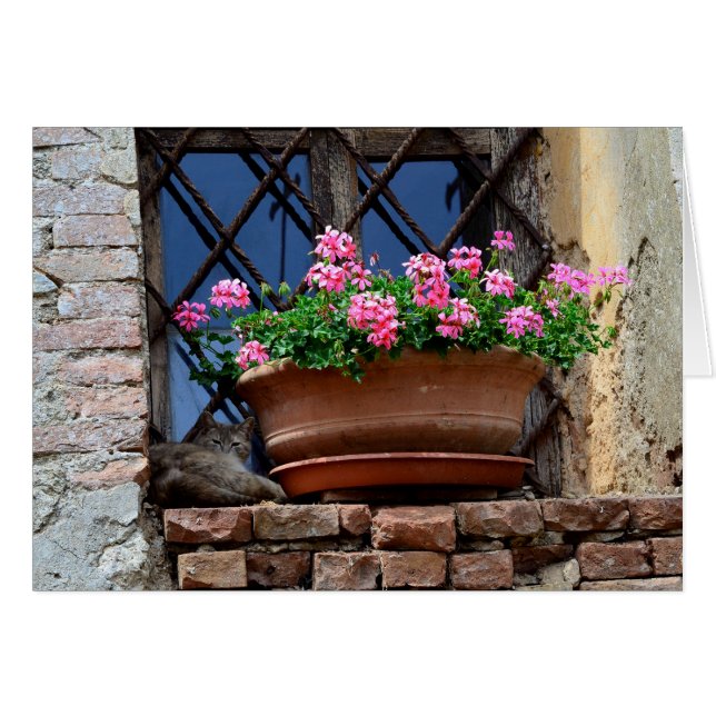 Nap de chat (Devant horizontal)