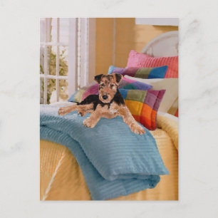 Nap Time for Puppy Postcard