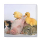 Nap Time for the Animals