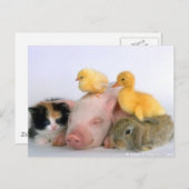 Nap Time for the Animals Postcard (Front/Back)
