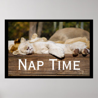 Nap Time Lion Cubs South Africa Poster