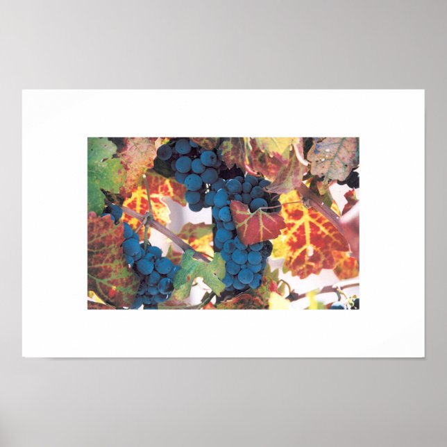 Napa Valley Grape Vine, Vineyard Poster (Front)