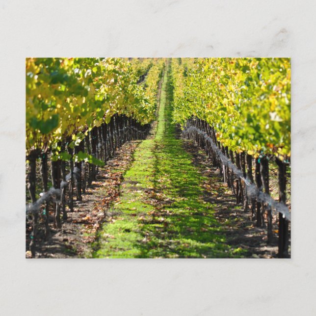 Napa Valley Vineyard in California Postcard (Front)