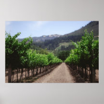 Napa Valley Vineyard
