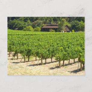 Napa Valley Winery Vineyard Postcard