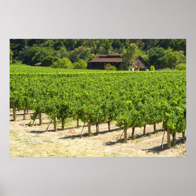 Napa Valley Winery Vineyard Poster (Front)