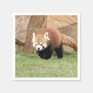Napkins Photo red panda , animals 0461.