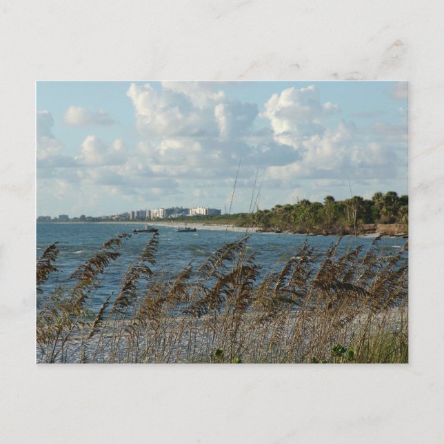Naples Beach Dunes Postcard (Front)
