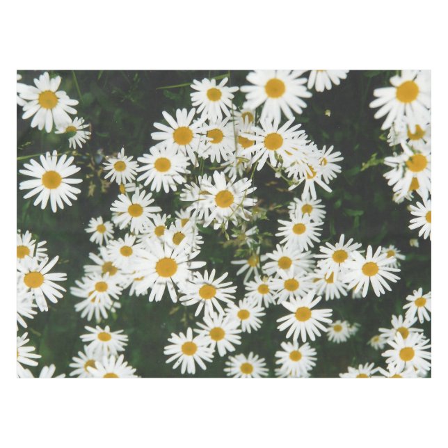 Nappe Basière à oeil blanc, prairie à marguerite de la l (Devant (Horizontal))