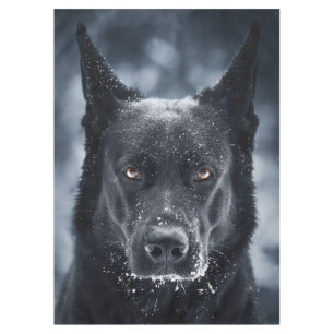 Nappe Berger Allemand Noir