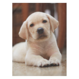 Nappe Chiot jaune de Labrador de bébé s'étendant sur